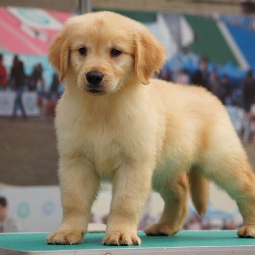 珠海市金毛犬出售幼犬怎么挑选