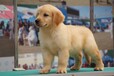 湖州市出售雙血金毛犬品種