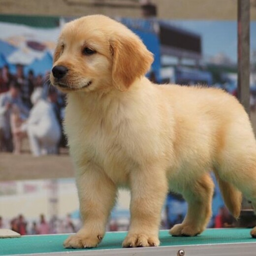 金华市出售双血金毛犬品种