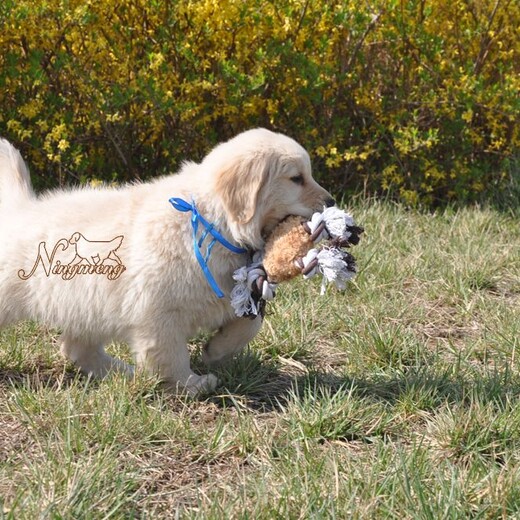 三门峡市金毛犬出售幼犬怎么挑选