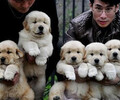 衡阳市哪里出售金毛犬幼犬怎么挑选