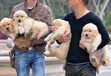 三明市出售双血金毛犬幼犬怎么养