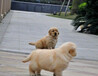 孝感市出售雙血金毛犬幼犬怎么挑選