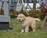 宿州市金毛犬价格诚信经营