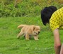 中山市金毛犬价格幼犬怎么养