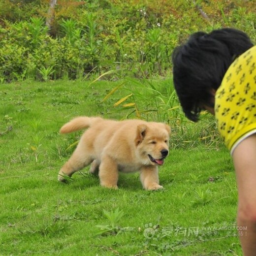 宜春市哪里出售金毛犬幼犬怎么养