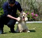 漳州市金毛犬出售饲养方法