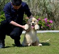 北海市哪里出售金毛犬大小都有图片