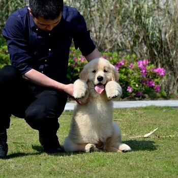 衡水市金毛犬价格血统纯