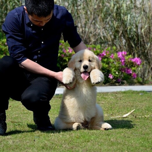 宁波市出售双血金毛犬幼犬怎么养