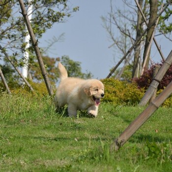 衡水市金毛犬价格血统纯