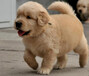 德州市出售双血金毛犬饲养方法