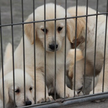 紹興市金毛犬出售血統(tǒng)純