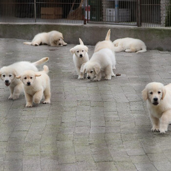 邵阳市金毛犬出售诚信经营