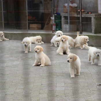 紹興市金毛犬出售血統(tǒng)純
