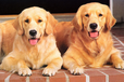 吉安市出售雙血金毛犬誠信經(jīng)營