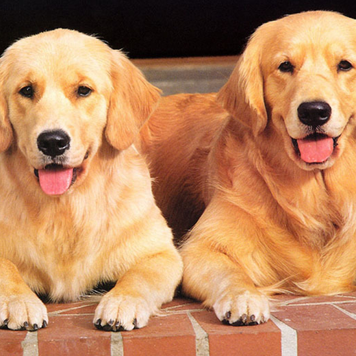 鹤壁市出售双血金毛犬幼犬怎么养