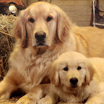 紹興市金毛犬出售血統(tǒng)純