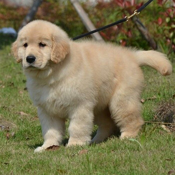 無(wú)錫市哪里出售金毛犬幼犬怎么挑選