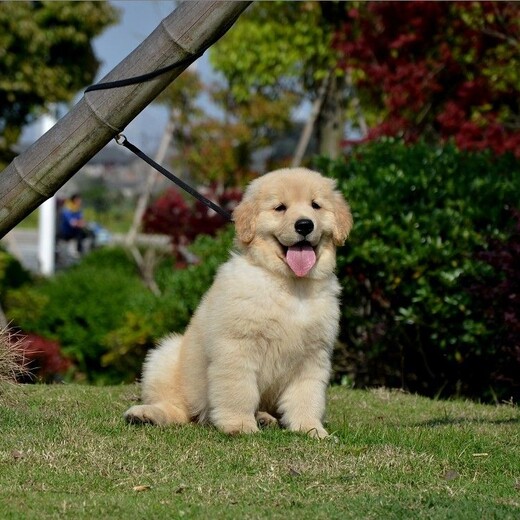 桂林市出售双血金毛犬饲养方法