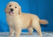 三沙市出售双血金毛犬幼犬怎么养