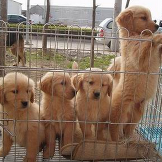 佛山市出售双血金毛犬饲养方法
