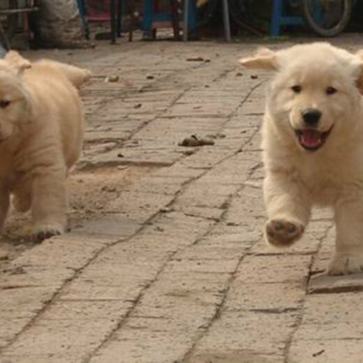 珠海市出售双血金毛犬品种