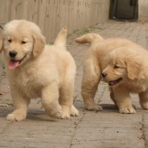 梧州市出售双血金毛犬幼犬怎么养