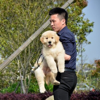 思茅市金毛犬出售幼犬怎么养