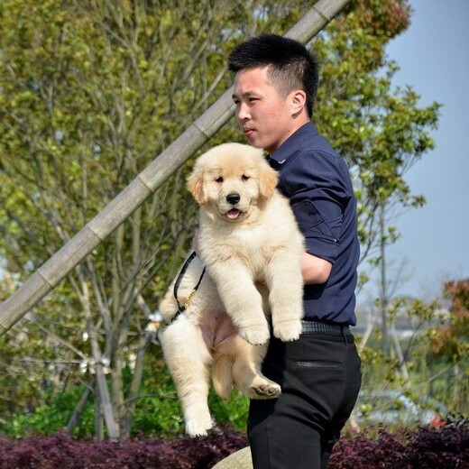 上海金毛犬出售品种