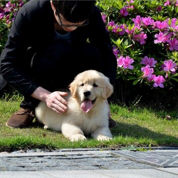 淮安市金毛犬出售幼犬怎么养