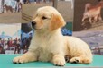 孝感市哪里出售金毛犬幼犬怎么養(yǎng)