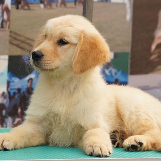 黄石市出售双血金毛犬品种