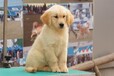 懷化市金毛犬出售大小都有