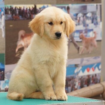 资阳市哪里卖金毛犬血统纯