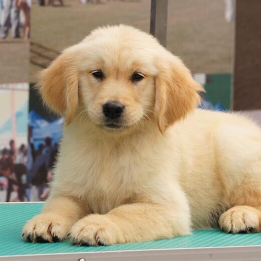 漳州市出售雙血金毛犬品種