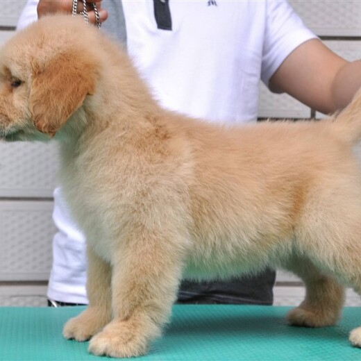 湘西州金毛犬出售品种