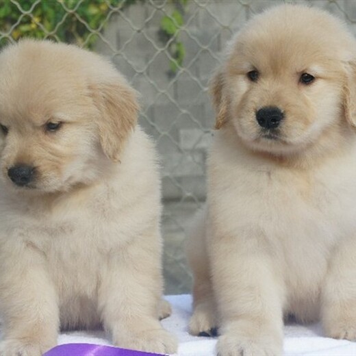 福州市出售双血金毛犬饲养方法