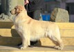 阿拉善盟金毛犬價(jià)格血統(tǒng)純