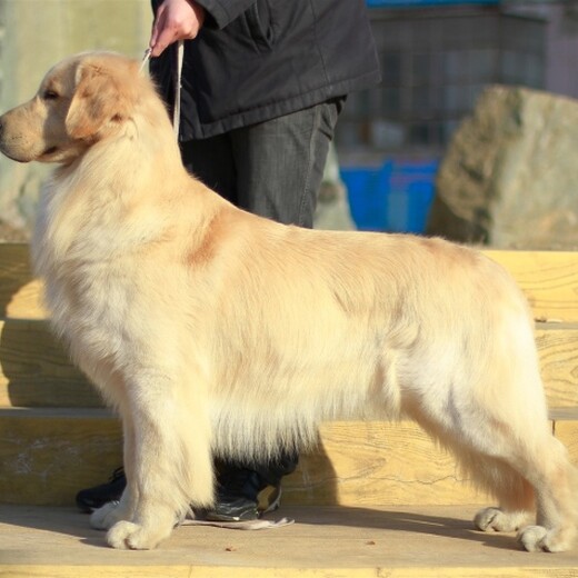 黔南州出售双血金毛犬幼犬怎么养