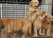 三明市哪里出售金毛犬饲养方法