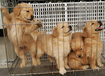 通遼市哪里出售金毛犬飼養(yǎng)方法