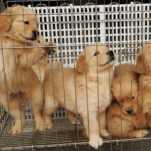 银川市出售双血金毛犬幼犬怎么养