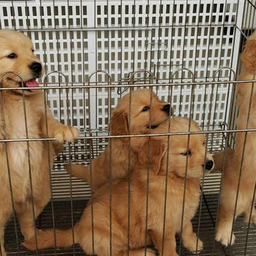 莱芜市出售双血金毛犬品种