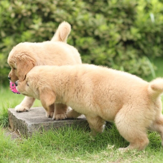 广元市出售双血金毛犬幼犬怎么养