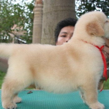 鶴壁市金毛犬價(jià)格品種