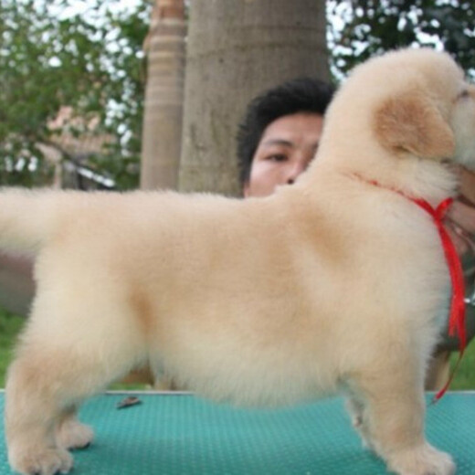 郴州市出售双血金毛犬饲养方法