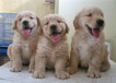 威海市出售双血金毛犬幼犬怎么养