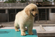 阿拉善盟金毛犬價格幼犬怎么養(yǎng)