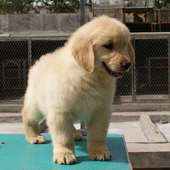 鶴壁市金毛犬價(jià)格品種